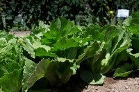 Lettuce_ExperimentalThree_CA_0006