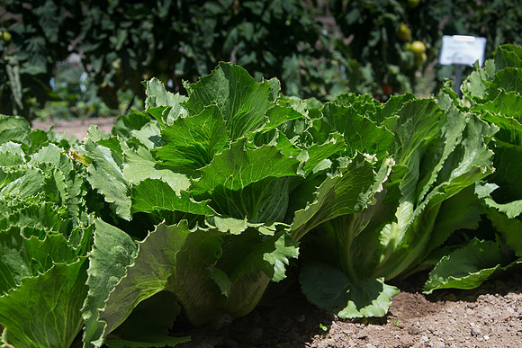 Lettuce_ExperimentalThree_CA_0006