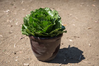 Lettuce_ExperimentalThree_CA_0015