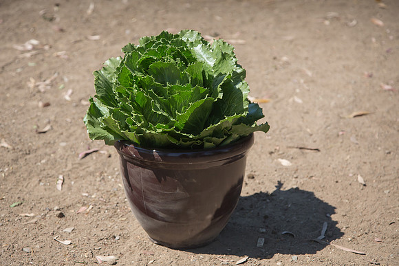 Lettuce_ExperimentalThree_CA_0015