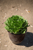 Lettuce_ExperimentalThree_CA_0011