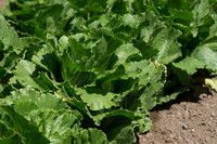 Lettuce_ExperimentalThree_CA_0004