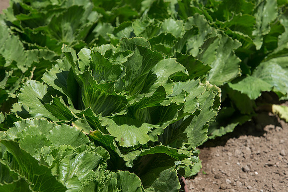 Lettuce_ExperimentalThree_CA_0004