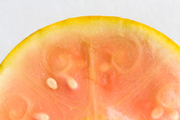 Watermelon_ExperimentalYellowStripe_CA_0035