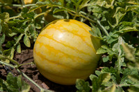 Watermelon_ExperimentalYellowStripe_CA_0019