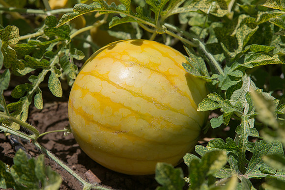 Watermelon_ExperimentalYellowStripe_CA_0019