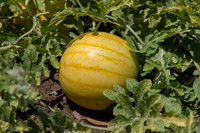 Watermelon_ExperimentalYellowStripe_CA_0003