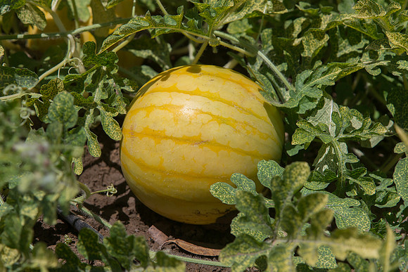 Watermelon_ExperimentalYellowStripe_CA_0003