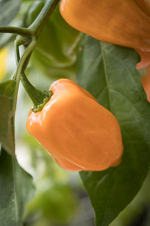 HotPepper_ChichenItza_0045