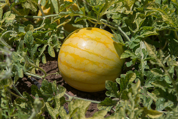 Watermelon_ExperimentalYellowStripe_CA_0017