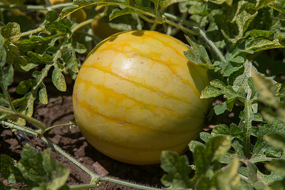 Watermelon_ExperimentalYellowStripe_CA_0020