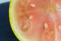 Watermelon_ExperimentalYellowStripe_CA_0032