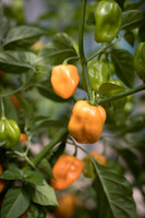 HotPepper_ChichenItza_0018