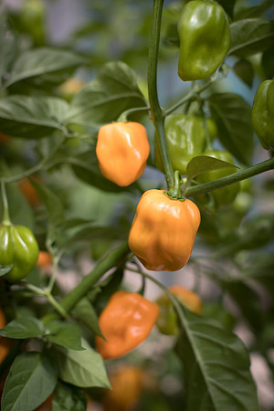 HotPepper_ChichenItza_0018