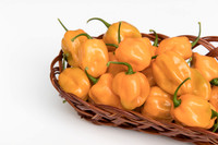 HotPepper_ChichenItza_0061