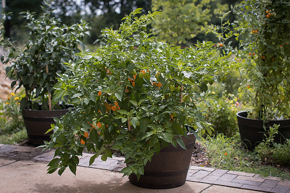 HotPepper_ChichenItza_0011
