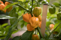 HotPepper_ChichenItza_0022