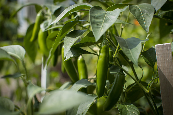 HotPepper_FlamingJade_0011