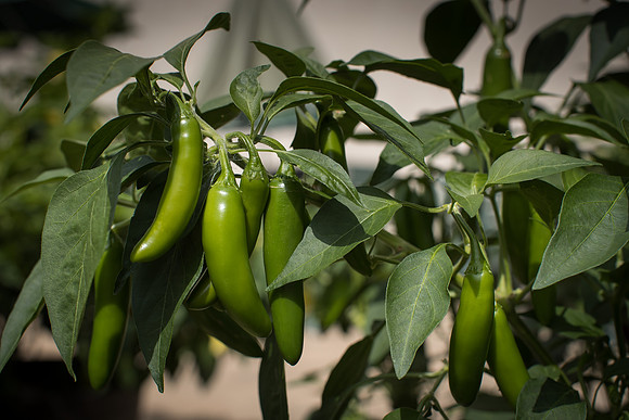 HotPepper_FlamingJade_0009