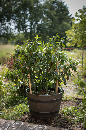 HotPepper_FlamingJade_0005