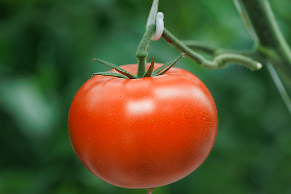 Tomato_DRTH2912_6