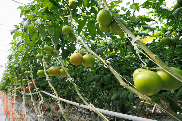 Tomato_DRTH2912_9