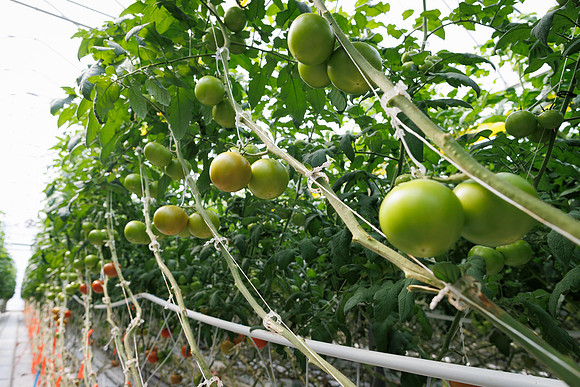 Tomato_DRTH2912_12