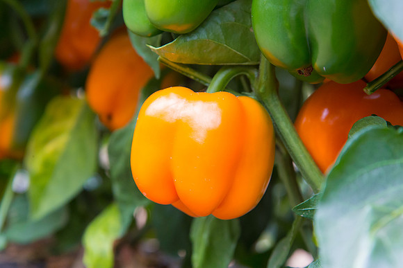 SweetPeppers_SV3936PS_CA_0072