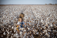 RRXCottonTexas_cdp_2408