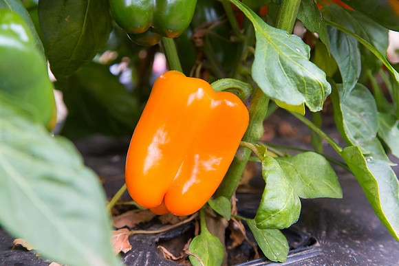 SweetPeppers_SV3936PS_CA_0042