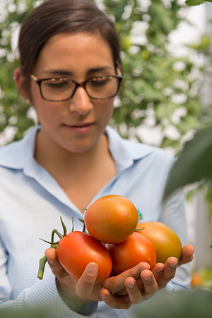 Tomato_4179_MX_0044