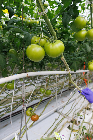 Tomato_DRTH2911_vs_Competitor_2