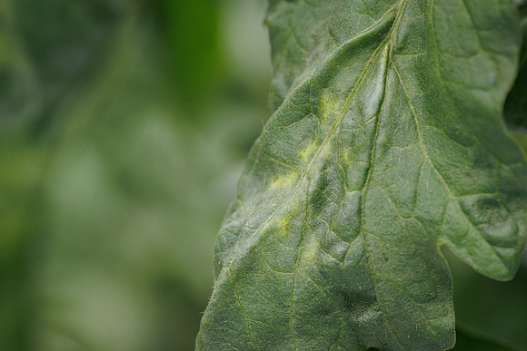 Tomato_Leaf_Damage_21