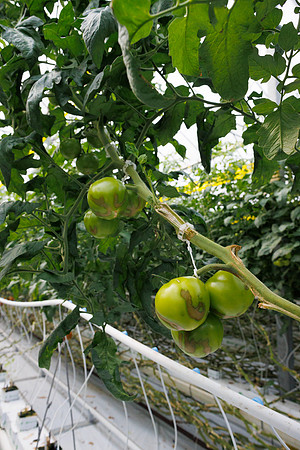 Tomato_wRugose_70