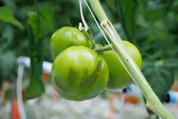 Tomato_wRugose_2