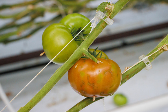 Tomato_wRugose_9