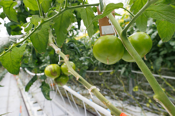 Tomato_DRTH2911_vs_Competitor_7