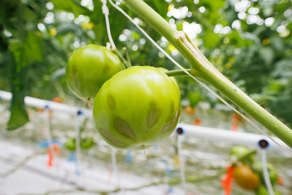 Tomato_wRugose_36