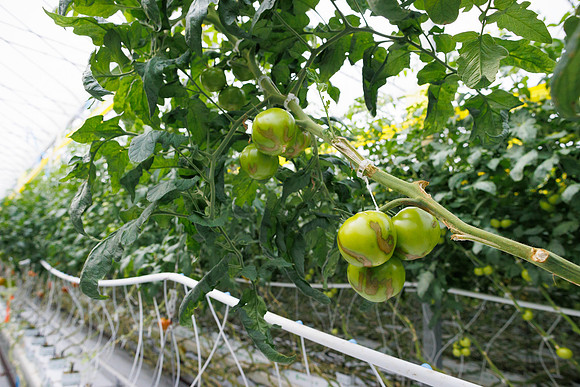 Tomato_wRugose_58