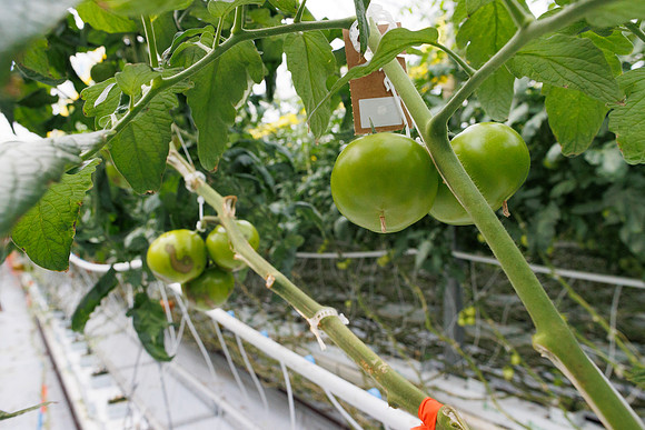 Tomato_DRTH2911_vs_Competitor_5