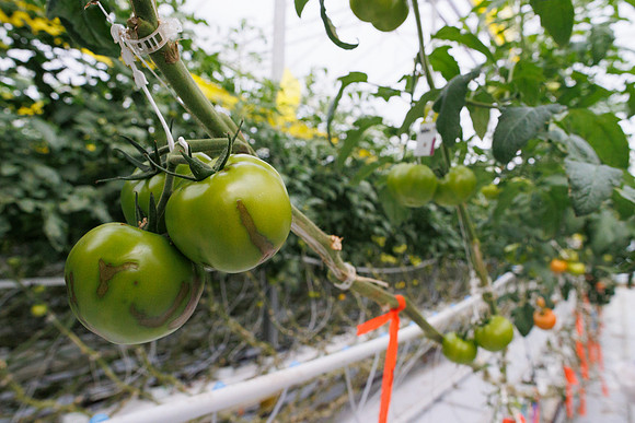 Tomato_DRTH2911_vs_Competitor_19