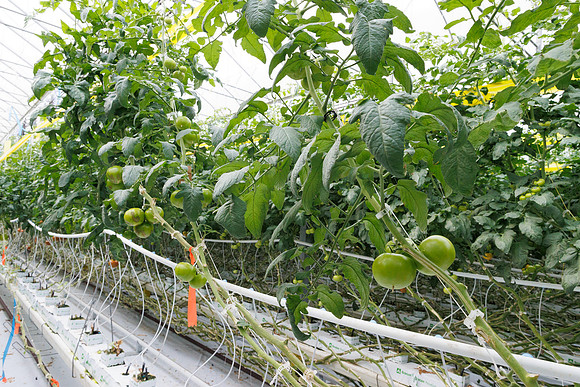 Tomato_DRTH2911_vs_Competitor_39