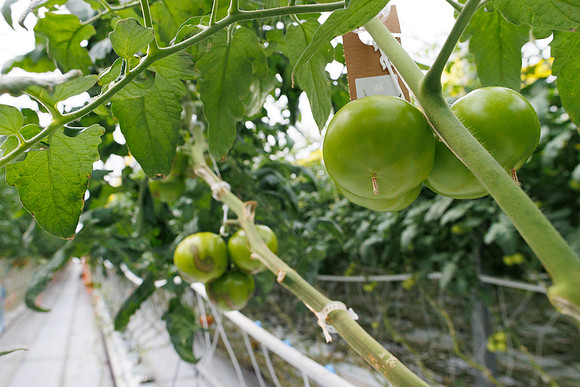 Tomato_DRTH2911_vs_Competitor_9