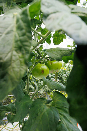 Tomato_wRugose_145