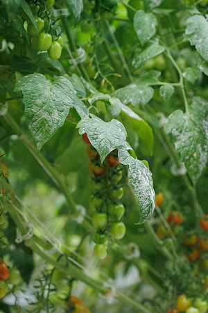 Tomato_Leaf_Damage_16