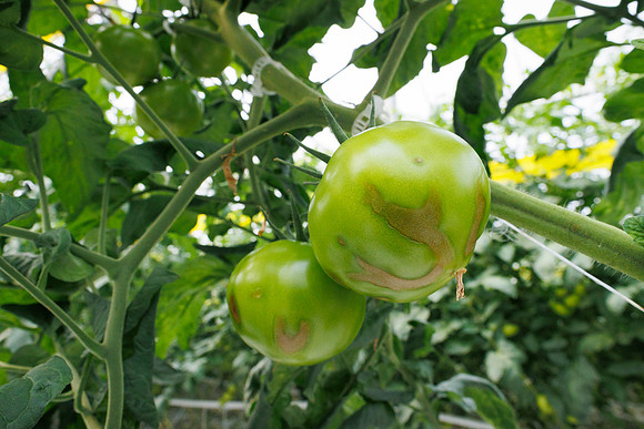 Tomato_wRugose_112