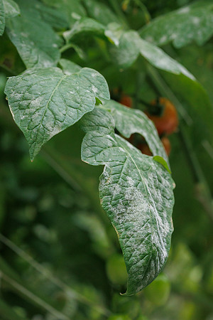 Tomato_Leaf_Damage_9