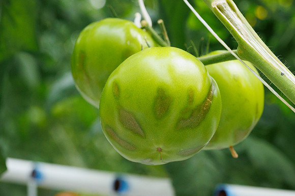 Tomato_wRugose_13