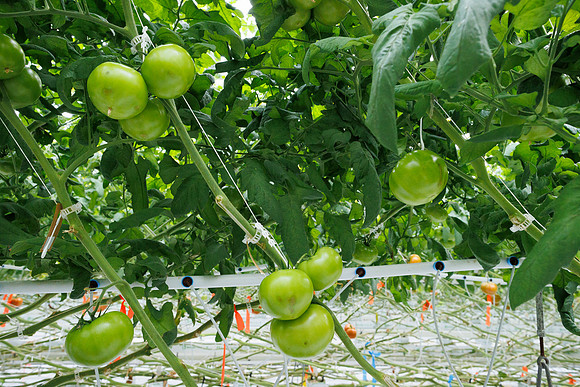 Tomato_wRugose_30