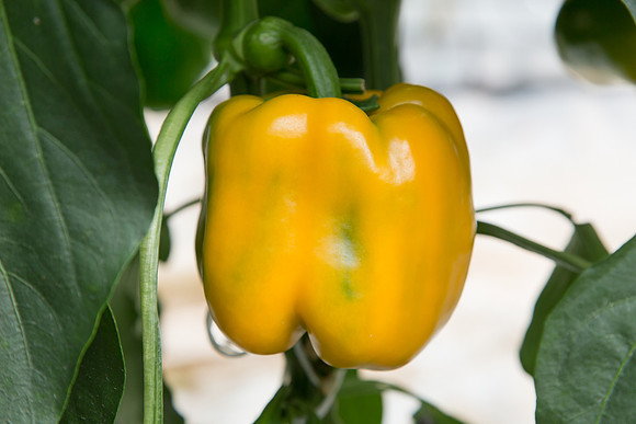 BellPepper_Luzon_MX_0032
